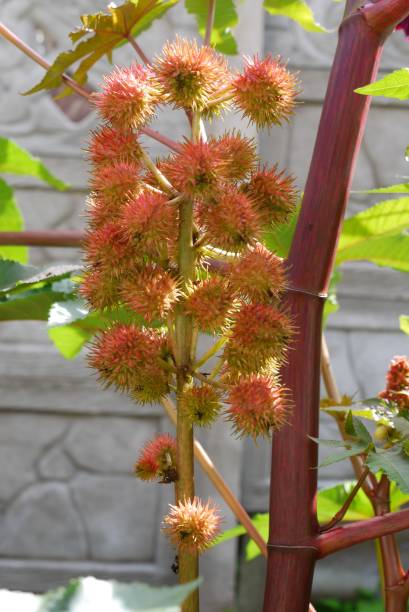istock Pink light-colored thorns of a blossomed thistle on that thin stalk 1001567908