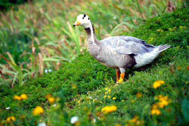 istock An interesting duck with a white head with a black stripe standing on a green carpet of grass with yellow flowers 1001567988