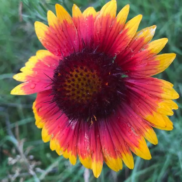 A single Great Blanketflower blossom (Gaillardia aristata) is shown in this image.  This summer wildflower was photographed in June in Southwest Michigan.