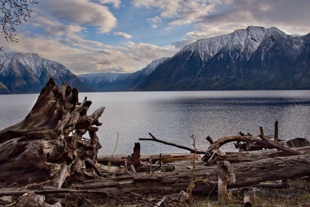 istock Late spring on the shore of lake Teletskoye. 1001572464