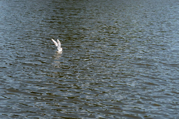 The gull flies over the pond, sits down on the ripples of the water
