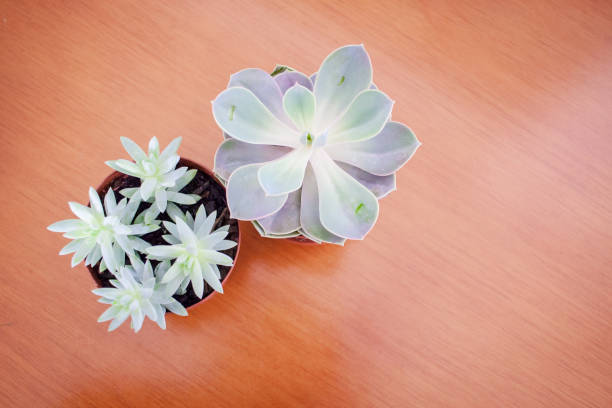 istock Two succulent plant pot on a wood table 1001578714