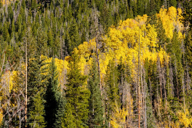 istock Aspen grove at autumn in Rocky Mountains 1001579124
