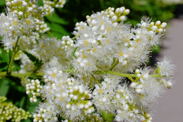 istock Flowering shrub in summer 1001579194
