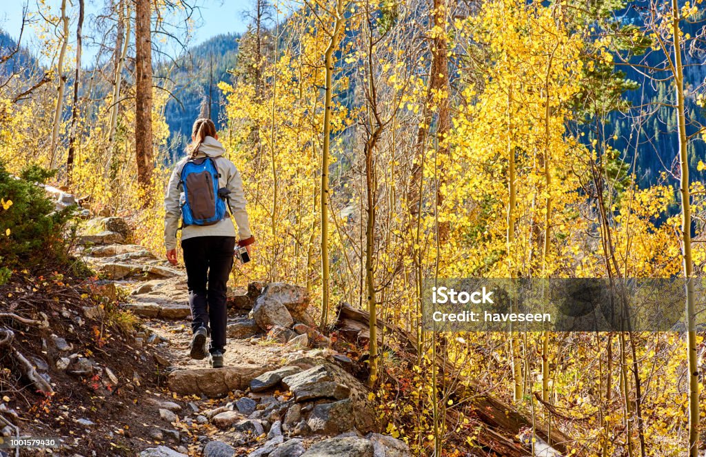 Tourist hiking in aspen grove at autumn Woman tourist walking on trail in aspen grove at autumn in Rocky Mountain National Park. Colorado, USA. Hiking Stock Photo