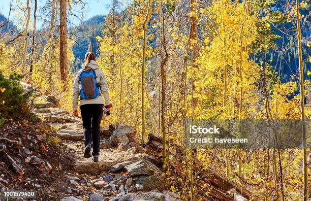 Tourist Hiking In Aspen Grove At Autumn Stock Photo - Download Image Now - Hiking, Autumn, Colorado