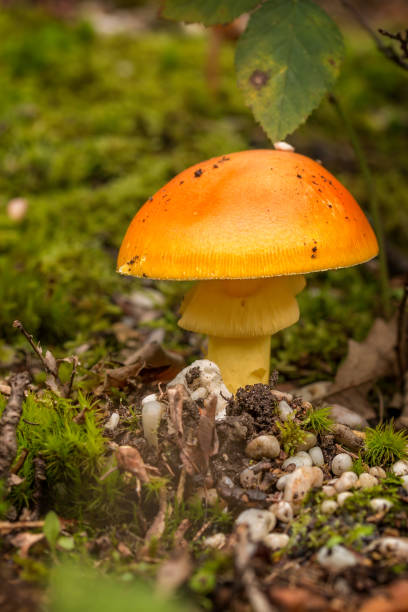 Nice caesars mushroom in autumn forest Nice caesars mushroom in autumn forest amanita caesarea stock pictures, royalty-free photos & images