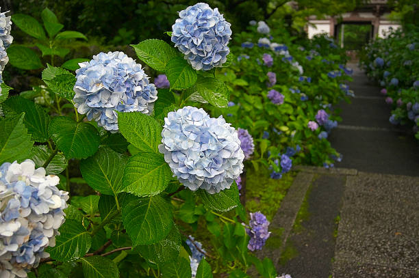 istock Japanese landscape345 1001583506