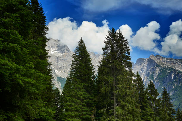 Trentino Italy high up in the Dolomites. Tirol area with high mountains. Tall pine trees in front