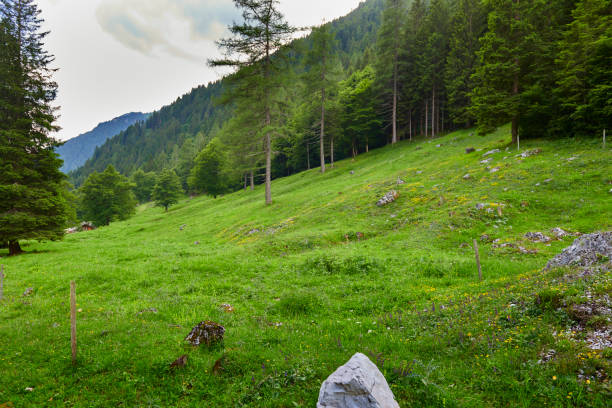Trentino Italy high up in the Dolomites. Tirol area with high mountains. Tall pine trees in front of a meadow