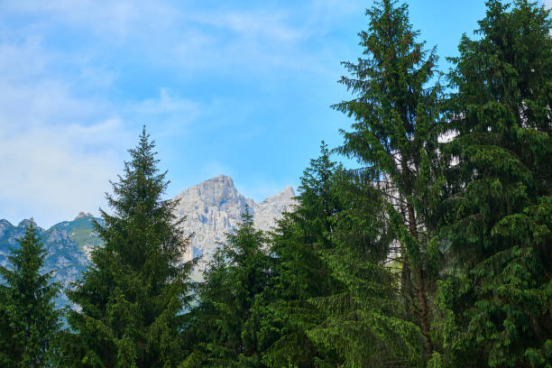 Trentino Italy high up in the Dolomites. Tirol area with high mountains. Tall pine trees in front of a meadow