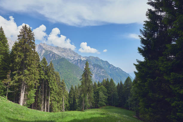 Trentino Italy high up in the Dolomites. Tirol area with high mountains. Tall pine trees in front of a meadow