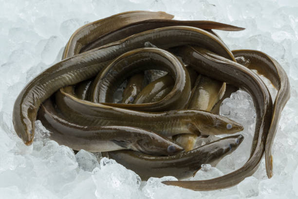 anguilas crudas frescas en hielo - saltwater eel fotografías e imágenes de stock