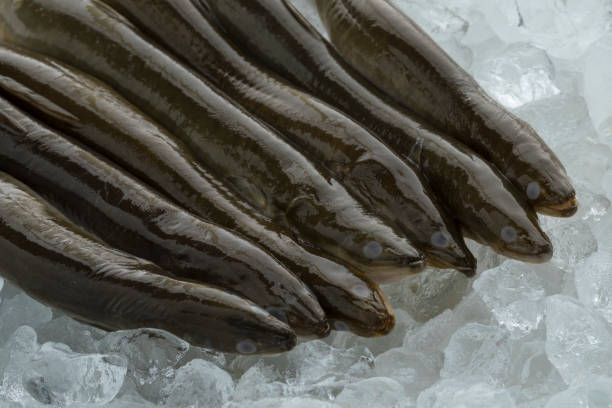 verse rauwe paling op ijs - paling nederland stockfoto's en -beelden