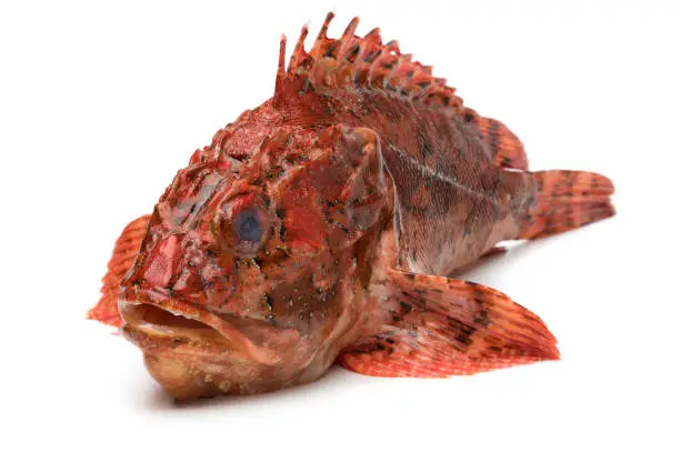 Single fresh raw red scorpionfish isolated on white background