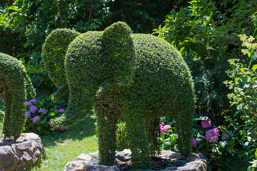 funny image of an elephant-shaped hedge