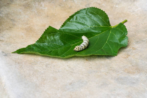 seide worms - silkworm stock-fotos und bilder