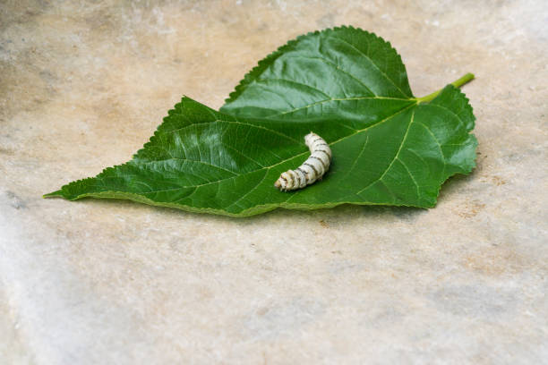 silk worms - silkworm fotografías e imágenes de stock