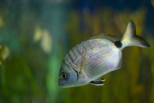 Tropical fish kept in aquariums