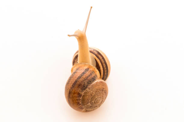 istock close-up of a snail walking on a table 1001600968
