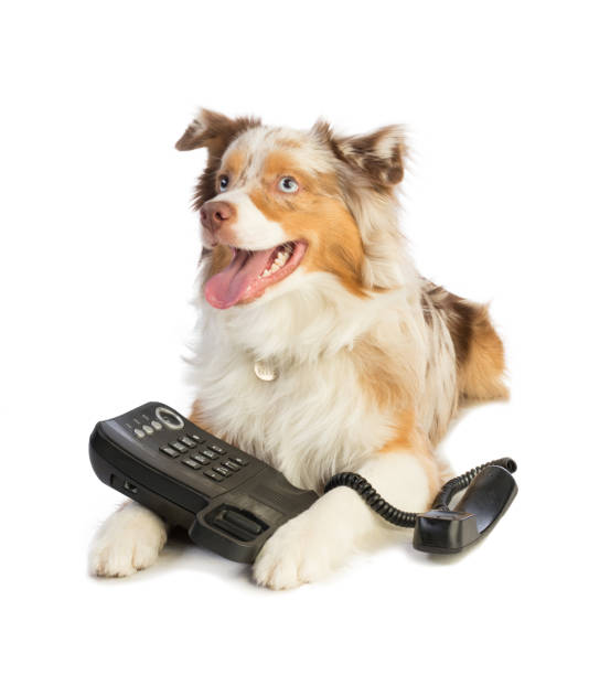 istock american shepherd with phone 1001604262