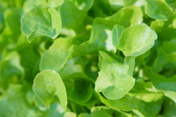 istock Fresh lettuce leaves, close up. 1001604444