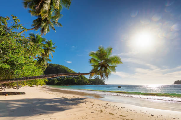 istock Paradise beach on tropical island 1001607666