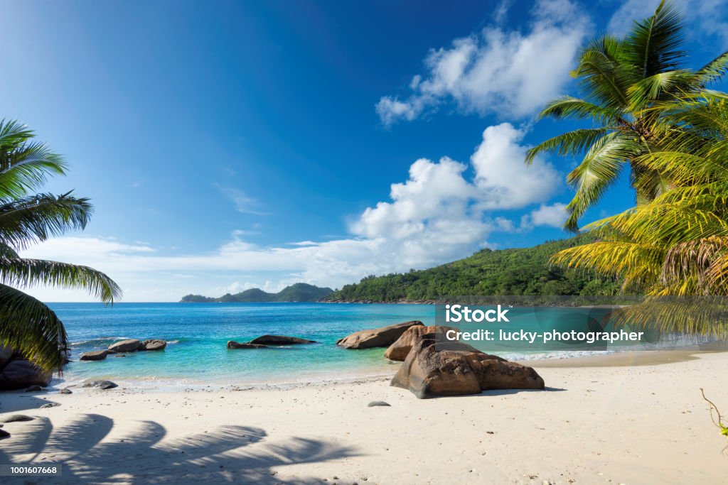 Paradise beach on tropical island Paradise island. Sandy beach with palm and turquoise sea.  Summer vacation and travel concept. Beach Stock Photo