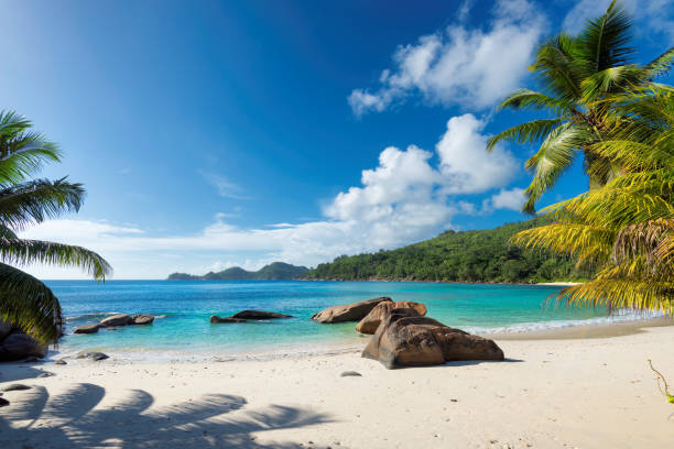 Paradise beach on tropical island Paradise island. Sandy beach with palm and turquoise sea.  Summer vacation and travel concept. cuba stock pictures, royalty-free photos & images