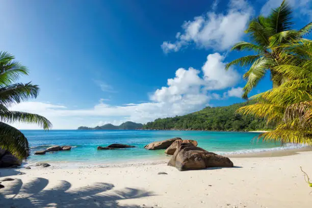 Paradise island. Sandy beach with palm and turquoise sea.  Summer vacation and travel concept.