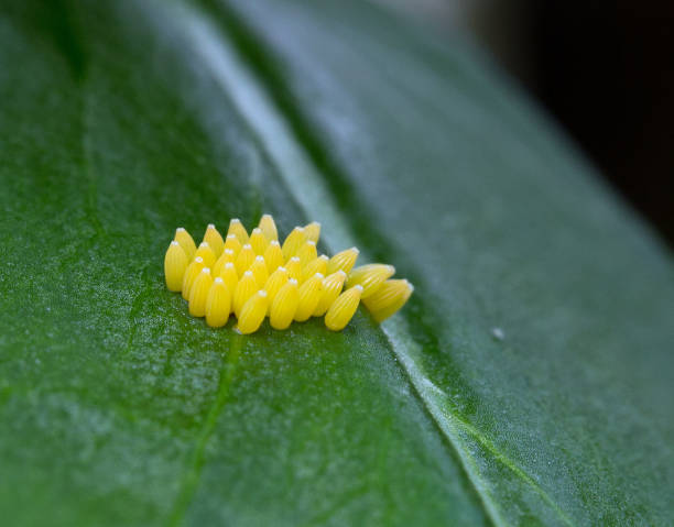 a large cluster of oval yellow ladybird eggs on a vibrant green leaf - oriental poppy fotos imagens e fotografias de stock