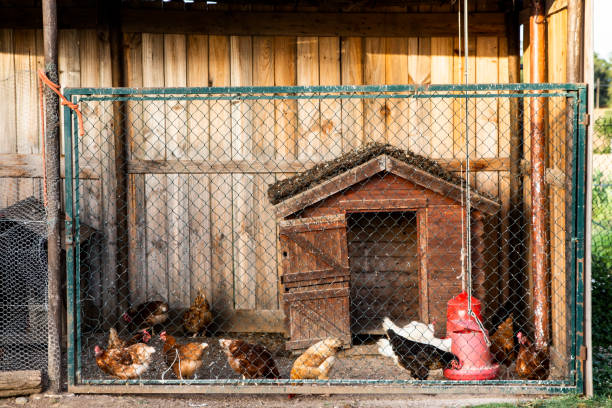 istock A handmade hen house full of chickens 1001608682