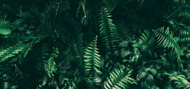 giardino verticale con foglia verde tropicale, tono scuro - foglia di palmo foto e immagini stock