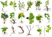 Various garden plants and flowers with roots. Isolated