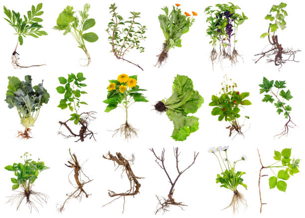 Various garden plants and flowers with roots. Isolated stock photo