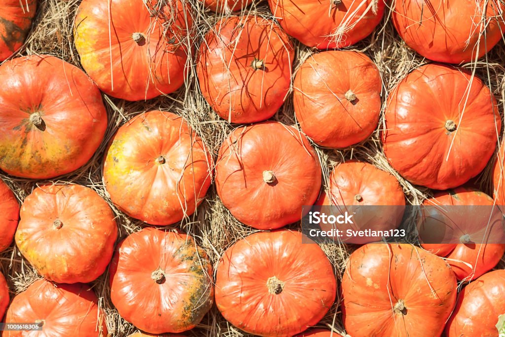 Escher-style of autumn mabon with orange organic agriculture pumpkins in sunlight autumn equinox day flat lay. Siple pattern of nature organic farm orange pumpkins in sunlight autumn equinox day flat lay Aerial View Stock Photo