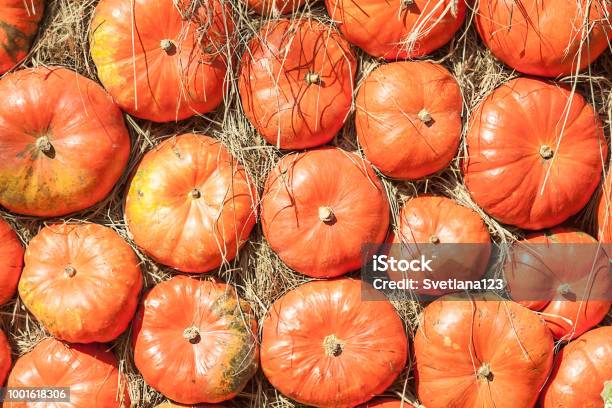 Escherstyle Of Autumn Mabon With Orange Organic Agriculture Pumpkins In Sunlight Autumn Equinox Day Flat Lay Stock Photo - Download Image Now