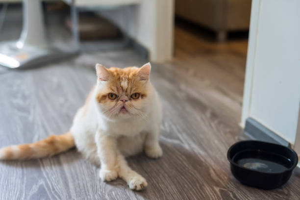 istock Cute Exotic shorthair cat in house 1001618922