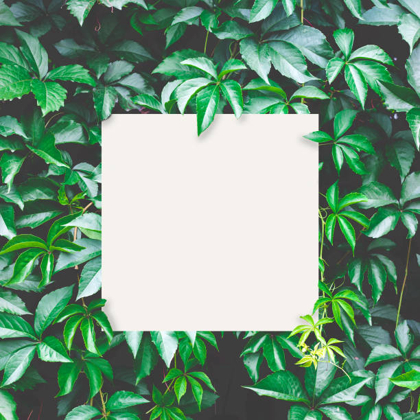 istock Green leaves background with white paper card for your text; Nature concept 1001621806
