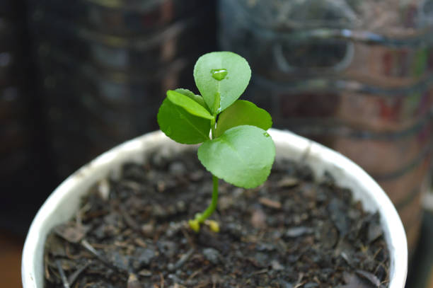 istock Young lime plant in recycled paper cup 1001622194