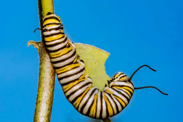 Photo of Monarch Butterfly Caterpillar