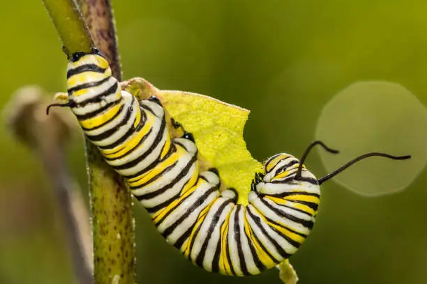 Photo of Monarch Butterfly Caterpillar