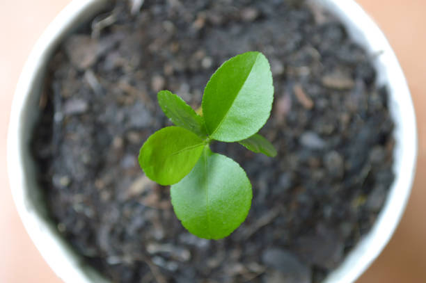 istock Young lime plant in recycled paper cup 1001625460