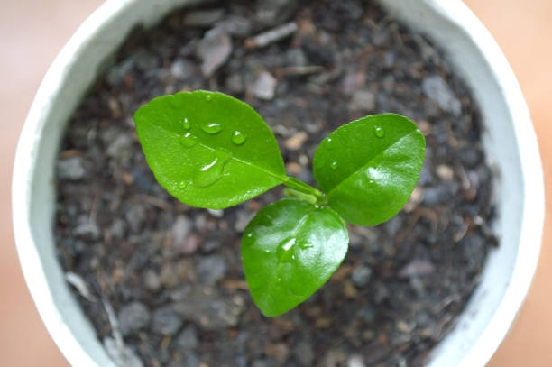 istock Young kaffir lime plant in recycled paper cup 1001628844