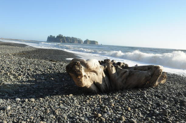istock Lonely Driftwood on the Beach 1001629260