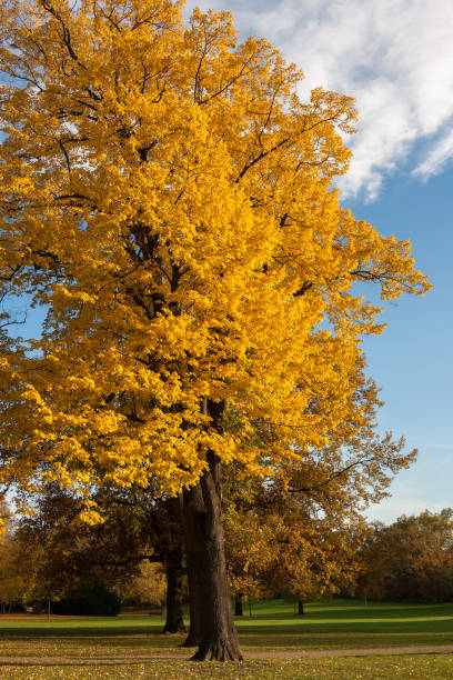 istock Autumn Trees in the Park 1001632084