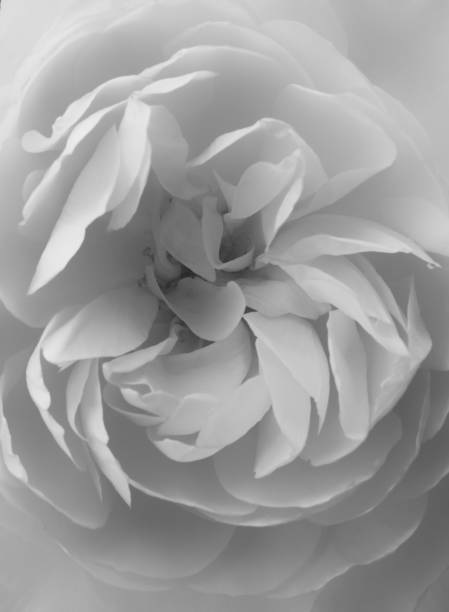 istock large white full frame monochrome rose in closeup 1001635408