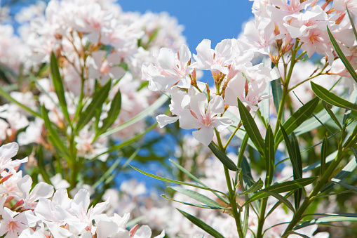 Cardamine pratensis, the cuckoo flower in meadow