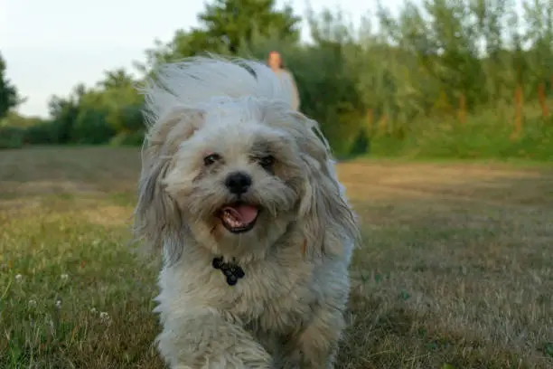 The happy dog Carlo running