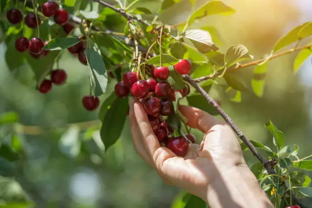 Photo of A hand picking big matured cherry from tree